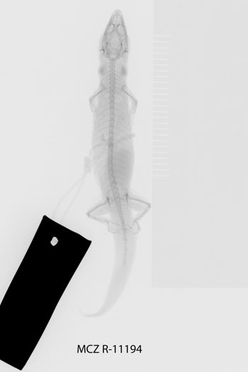 Media type: image;   Herpetology R-11194